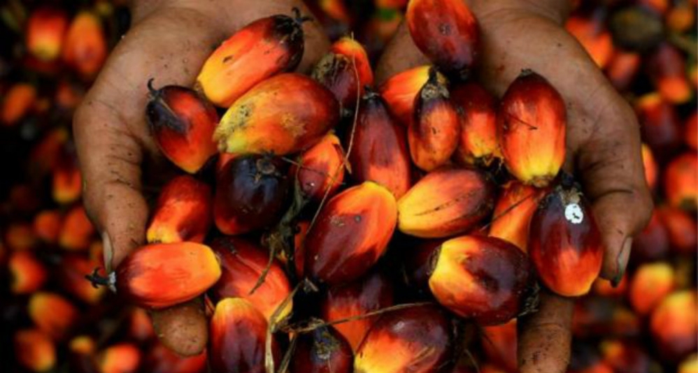 ¿Es realmente malo el aceite de palma?
